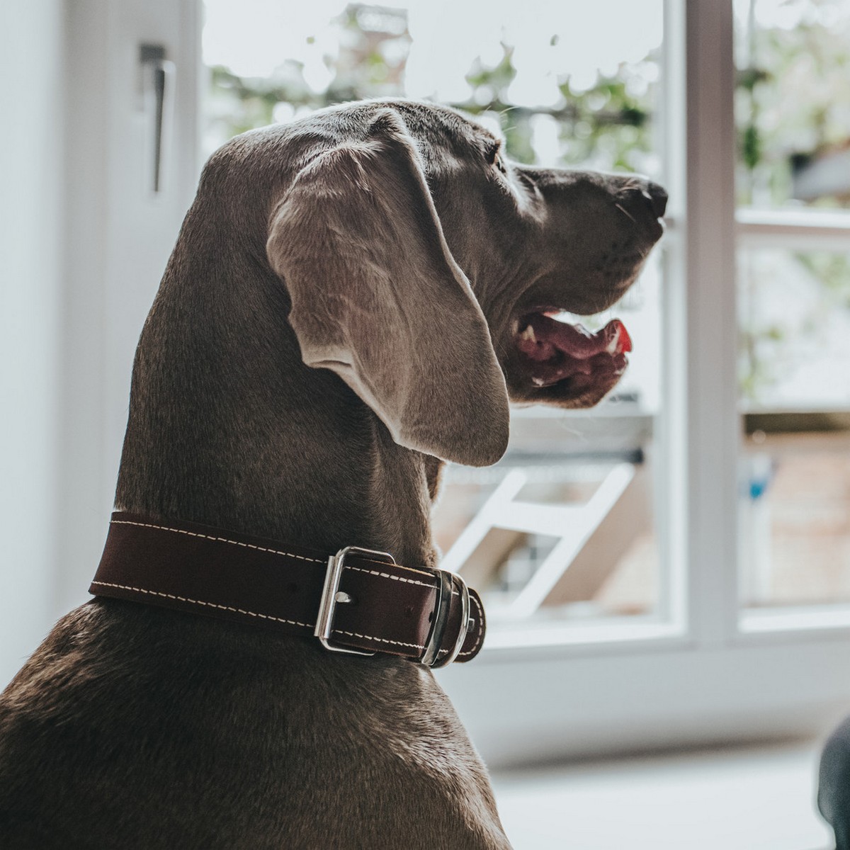 Collier pour Chien Hunter Aalborg Special Cognac 36-44 cm